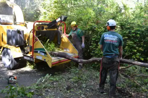 tree services Dahlonega